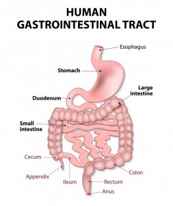 diagram-of-the-gastrointestinal-tract-including-stomach