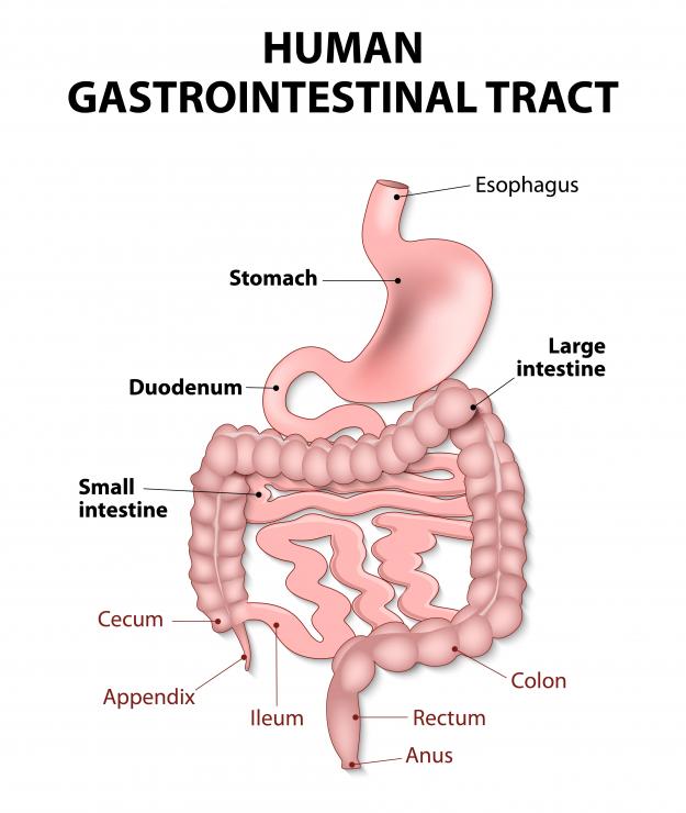Gastric/ Stomach Cancers - Cancer Doc