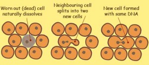 cells-divide